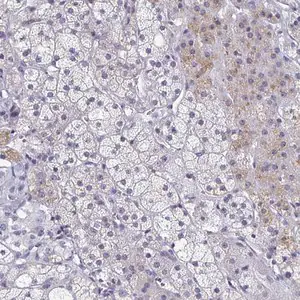 Merck Anti-SYT2 antibody produced in rabbit