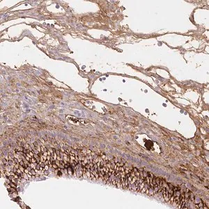 Merck Anti-FGA antibody produced in rabbit