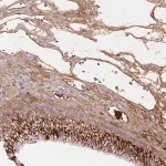 Merck Anti-FGA antibody produced in rabbit