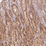 Merck Anti-PRKAA1 antibody produced in rabbit