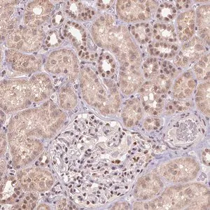 Merck Anti-ZBTB4 antibody produced in rabbit