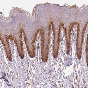 Merck Anti-TMEM253 antibody produced in rabbit