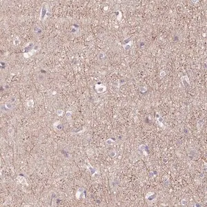 Merck Anti-GRM2 antibody produced in rabbit