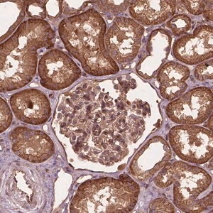 Merck Anti-UBXN2A antibody produced in rabbit