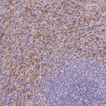 Merck Anti-SLC40A1 antibody produced in rabbit