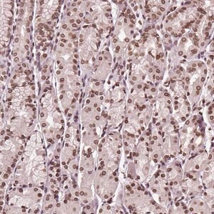 Merck Anti-TTC39C antibody produced in rabbit