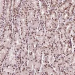 Merck Anti-TTC39C antibody produced in rabbit