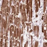 Merck Anti-LRR1 antibody produced in rabbit