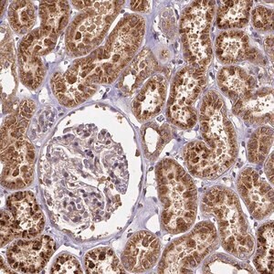 Merck Anti-RNF123 antibody produced in rabbit