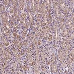 Merck Anti-MKRN2OS antibody produced in rabbit