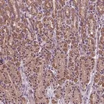 Merck Anti-AP1S3 antibody produced in rabbit