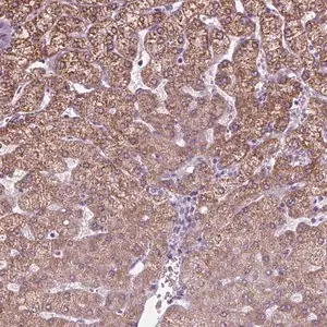 Merck Anti-CYP3A43 antibody produced in rabbit