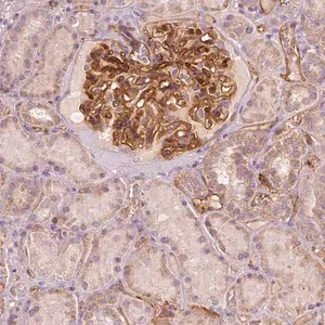 Merck Anti-TSPO2 antibody produced in rabbit