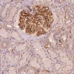 Merck Anti-TSPO2 antibody produced in rabbit