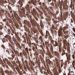 Merck Anti-MRPL33 antibody produced in rabbit