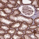 Merck Anti-FAM46A antibody produced in rabbit