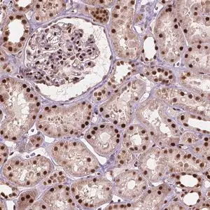 Merck Anti-ANP32A antibody produced in rabbit
