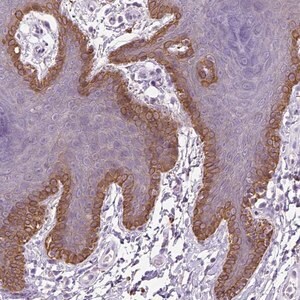 Merck Anti-NUDT2 antibody produced in rabbit