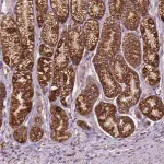 Merck Anti-ILVBL antibody produced in rabbit