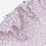 Merck Anti-POLR3D antibody produced in rabbit