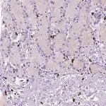 Merck Anti-FOXB2 antibody produced in rabbit
