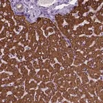 Merck Anti-MACF1 antibody produced in rabbit