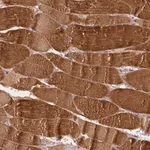 Merck Anti-MROH6 antibody produced in rabbit