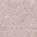 Merck Anti-GPR37 antibody produced in rabbit