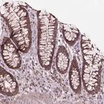 Merck Anti-CHMP4A antibody produced in rabbit