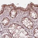Merck Anti-FNIP1 antibody produced in rabbit