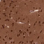 Merck Anti-CYFIP1 antibody produced in rabbit