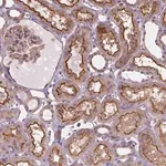 Merck Anti-DMWD antibody produced in rabbit