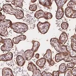 Merck Anti-PLSCR3 antibody produced in rabbit