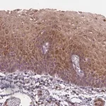Merck Anti-ASB18 antibody produced in rabbit