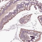 Merck Anti-LZTR1 antibody produced in rabbit