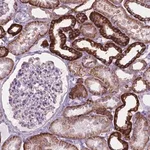 Merck Anti-FXYD2 antibody produced in rabbit