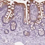 Merck Anti-IREB2 antibody produced in rabbit