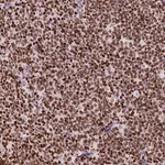 Merck Anti-CBY3 antibody produced in rabbit