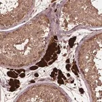 Merck Anti-BABAM1 antibody produced in rabbit