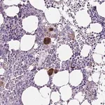 Merck Anti-EBLN2 antibody produced in rabbit
