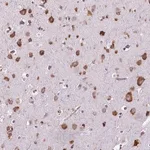 Merck Anti-RPL29 antibody produced in rabbit