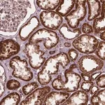 Merck Anti-UBXN2A antibody produced in rabbit