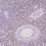 Merck Anti-GDF9 antibody produced in rabbit