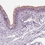 Merck Anti-MMP27 antibody produced in rabbit