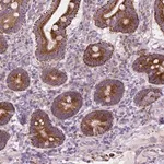 Merck Anti-LRP1B antibody produced in rabbit