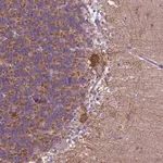 Merck Anti-PHYHIP antibody produced in rabbit