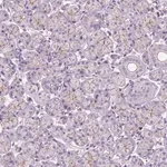 Merck Anti-PRR35 antibody produced in rabbit