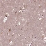 Merck Anti-TMEM135 antibody produced in rabbit