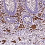 Merck Anti-MAPT antibody produced in rabbit