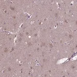 Merck Anti-FAM114A1 antibody produced in rabbit